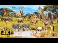 "Explore Okapi Wildlife Sanctuary: Hidden Gem in the Congo Rainforest" :4K movie with relaxing music
