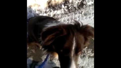 Client Learning to Walk Dog Using a HS Prong: video 3