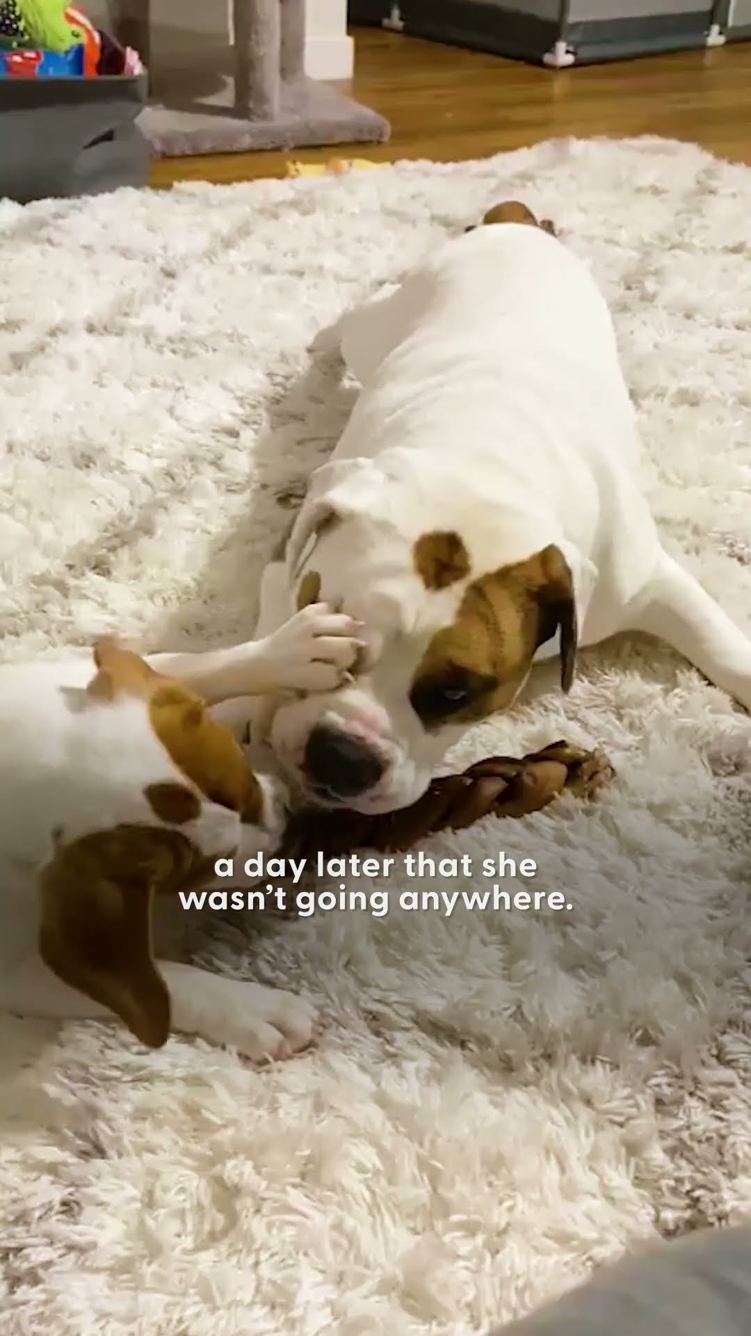 Dog Lived Like King Until Mom Brought Home A New Puppy | The Dodo