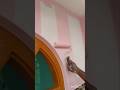 Light Pink Colour Paint/Nerolac Luxury Paint #wall #home #colors #shorts #nerolac