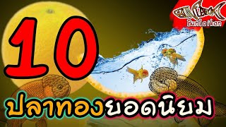 10อันดับ ปลาสวยงามน่าเลี้ยงน้ำจืด EP.4 ปลาทองยอดนิยม ปลาทองยักษ์ (GoldfishTop10)|ปลาสวยงาม|Bunlaikan