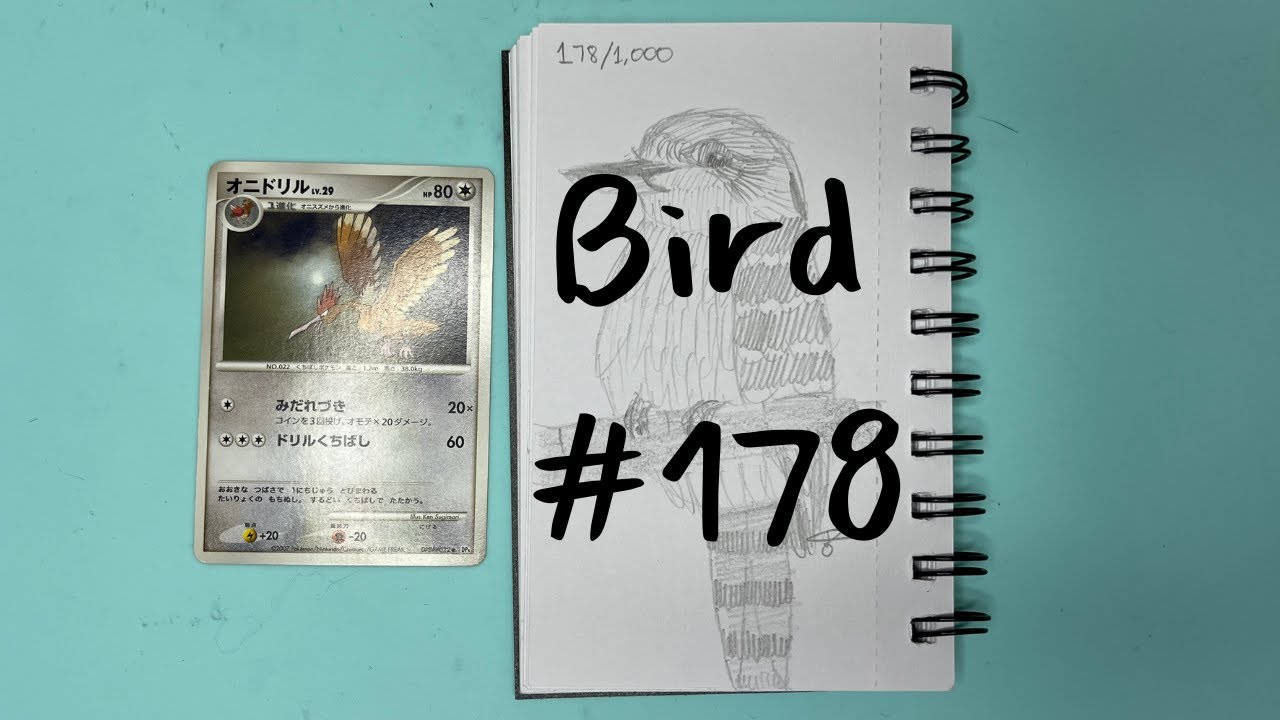 Draw 1,000 Birds With Me Kookaburra 8 of 10 - YouTube