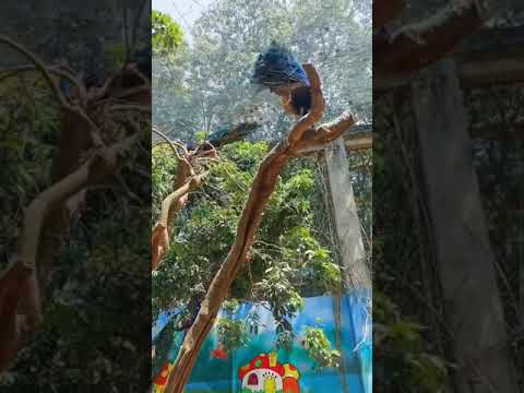 جمال الطاووس سبحان الله