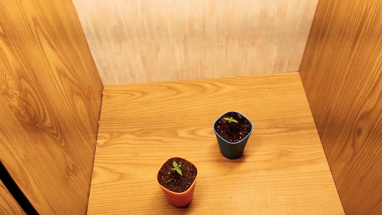 ILGM Gelato AutoFlower Grow!                                      