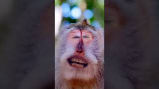 Tickle Youre Pickle Lol