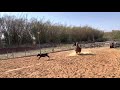 Raio de sol treino Calf roping