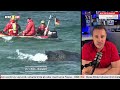 LIVE: Buckelwal "Hope" - "Timmy" unterwegs in Richtung Atlantik  - Tag 44