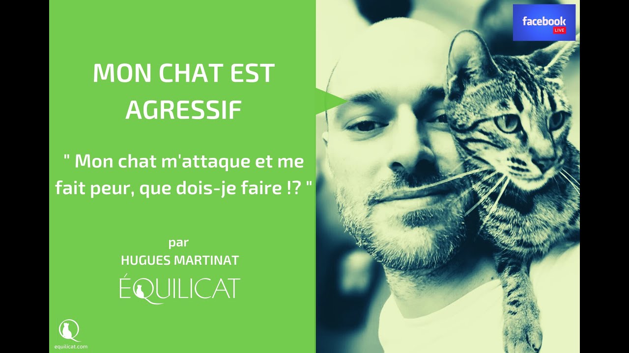 Mon Chat Est Agressif Comprendre Et Mieux Reagir Youtube Mon Chat Est Agressif Comprendre Et Mieux Reagir Youtube