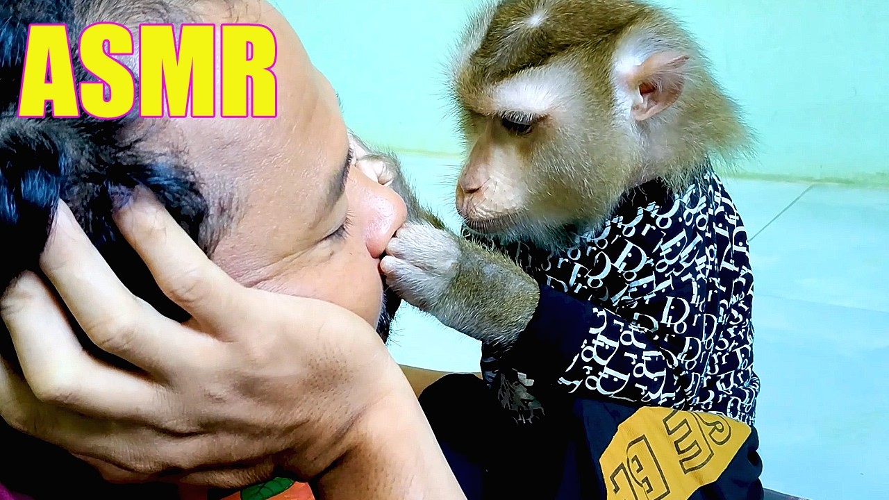 ASMR Monkey Grooming People Gesture Relaxing Wanted More Instant Sleep Triggers No Talking