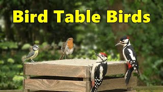 Bird Table Birds ~ Lots Of Young Birds At The Feeder ⭐ Paul Dinning ⭐