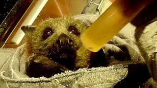 Flying-fox in care first evening:  this is Portia by Megabattie 2,361 views 5 days ago 10 minutes