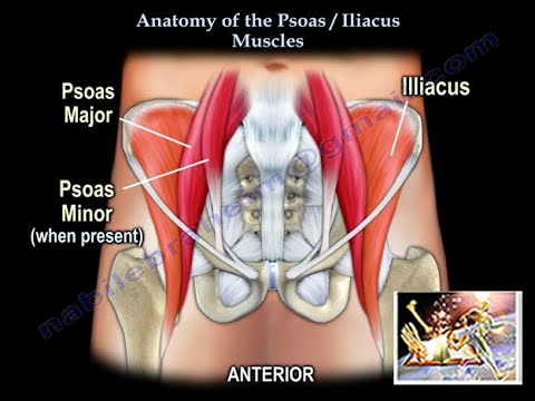 Video: Iliacus-lihasten Alkuperä, Toiminta Ja Anatomia - Vartalokartat