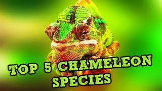 TOP 5 CHAMELEON SPECIES