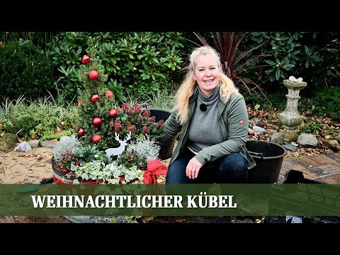 Video: Zimmerpflanze Zu Weihnachten