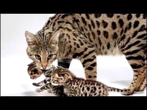 Топ-10 Самых дорогих
