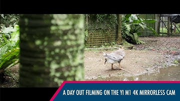 A day out filming on the Yi M1 4K Mirrorless Camera (Cinematic Video)