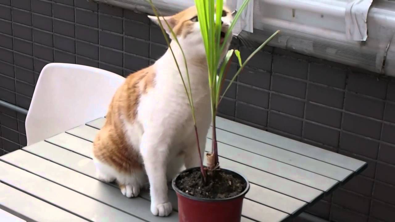 moja mačka obožuje limonino travo - YouTube