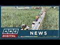 President Scale And Technology Secret To Del Monte S Success ANC 