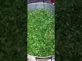 سماقية فلسطينية