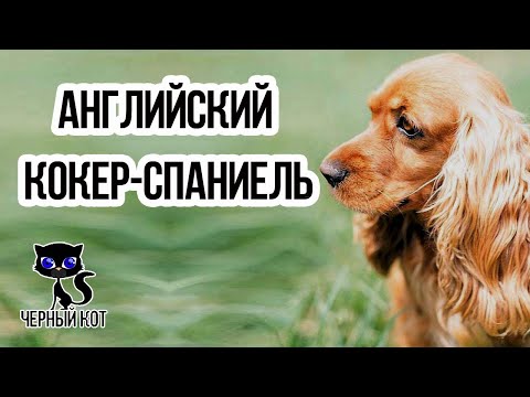 ✔ Английский кокер-спаниель - всё о породе. Почему с этой собакой не бывает скучно?