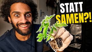 Stecklinge statt Samen: Wird dieser Grow ENDLICH besser?!