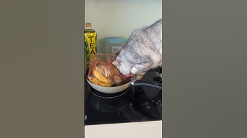 Thanh niên ăn vụng bị bắt quả tang #honhale #meo #mèo #meow #cat #xuhuong #thucung #catlover #pet