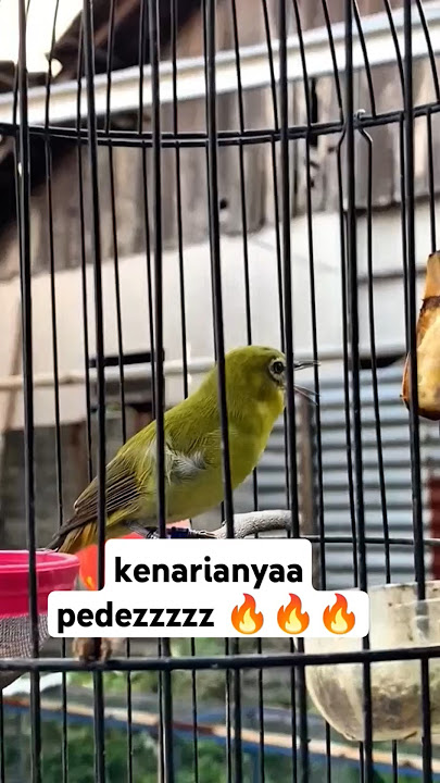pleci isian kenari ini pedezz poll || #dextro87 #kicaumania #birds #pcmiindonesia #pleci #kicaumania