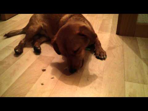 Video: Narcolepsia Y Cataplejía En Perros