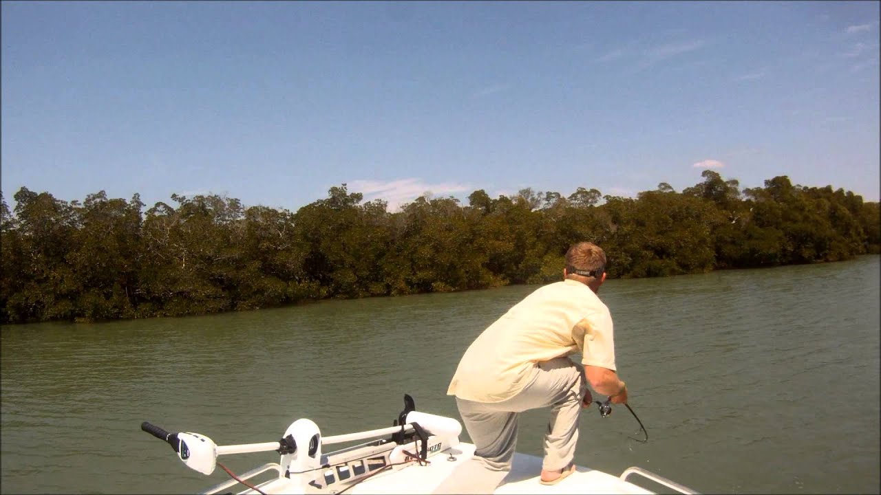 Estero Bay Live Bait Mangrove Fishing YouTube