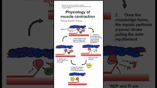 Physiology of muscle contraction