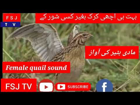        مادی بٹیر کی آواز