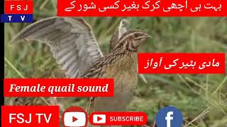 Female quail sound/madi batair ki awaz/مادی بٹیر کی آواز
