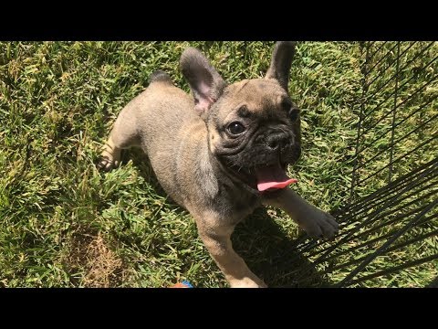 sable french bulldog