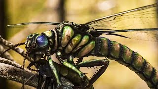Что вызвало вымирание гигантских насекомых? | Полный документальный фильм