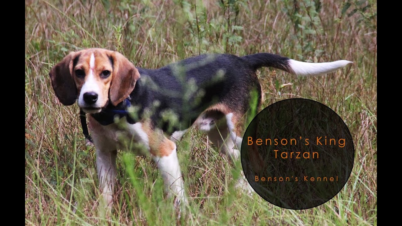 Branko S King Tarzan Update Benson S Kennel Youtube