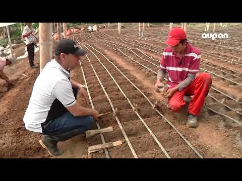 Video: Cultivo De Cilantro En El Campo Y En Casa