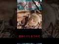 【ゆっくり解説】変な交尾をする生き物TOP3