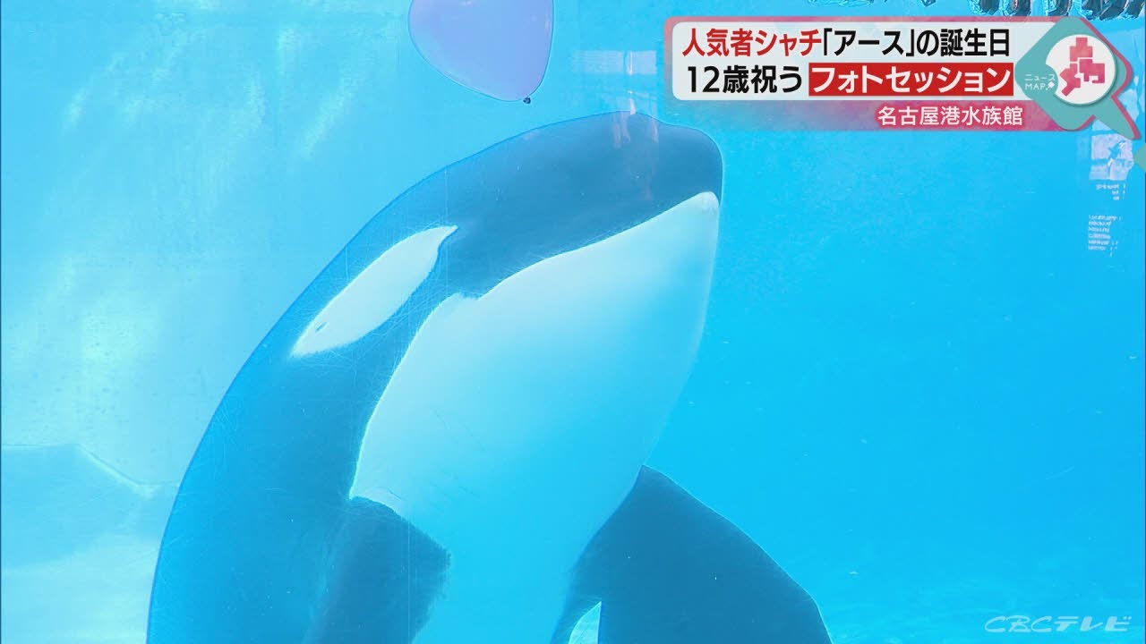 国内最大…大人気シャチのアース 誕生日フォトセッション 名古屋港