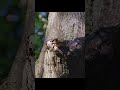 Oh my gosh, it's so cute — it looks like a little stuffed duck!#wildlife #shorts #animals #birds