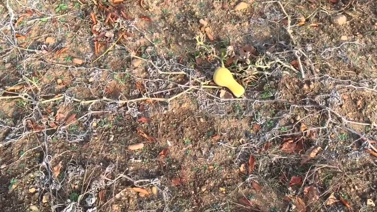 ARROWHEAD HUNT IN MASSACHUSETTS YouTube