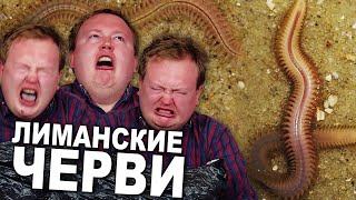 ЛИМАНСКИЕ ЧЕРВИ