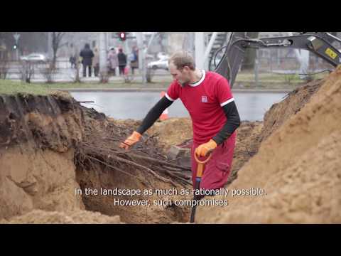 Video: Sarkanais Ozols (34 Fotoattēli): Kanādas Sarkanlapu, Amerikāņu, Ziemeļu Un Citi Quercus Rubra Nosaukumi, Koka Augšanas Apraksts