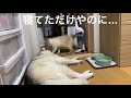 寝てただけやのに…