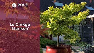 Le Ginkgo 'Mariken': La plus ancienne espèce d'arbre connue