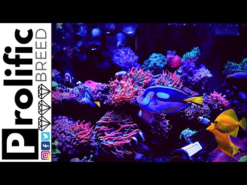 Vidéo: Grattoirs magnétiques pour aquarium : avantages et inconvénients
