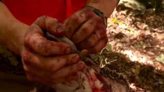 how to remove elk ivories with steven rinella meateater