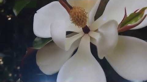 Camellia Gardens - Monroe, NC