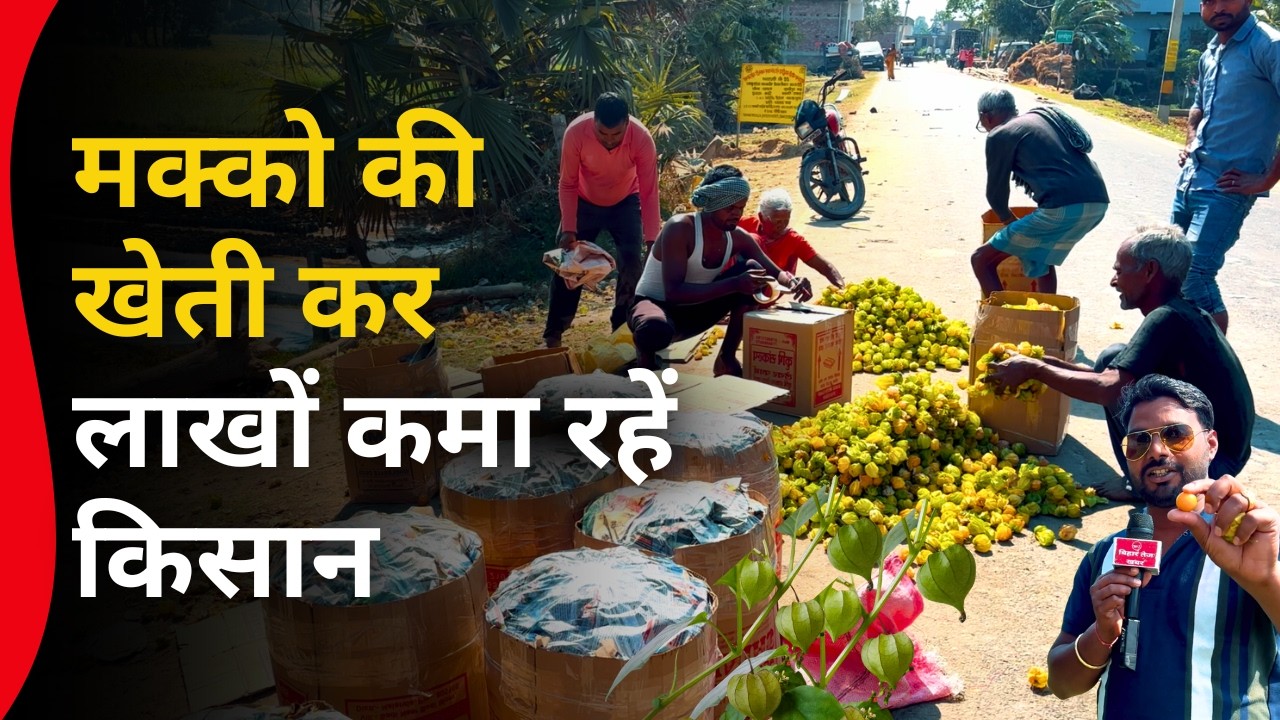 मक्को की खेती कर लाखों कमा रहें किसान.. | Makko Farming | Ground Report | Bihar Tej Khabar