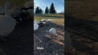 Male vs Female Guinea Fowl Identification, Sexing