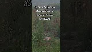 #dudhwanationalpark #tigerspotted #india #photography